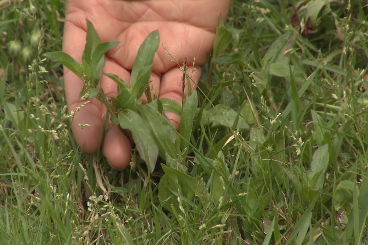 Now is the time to defend your lawn against weeds